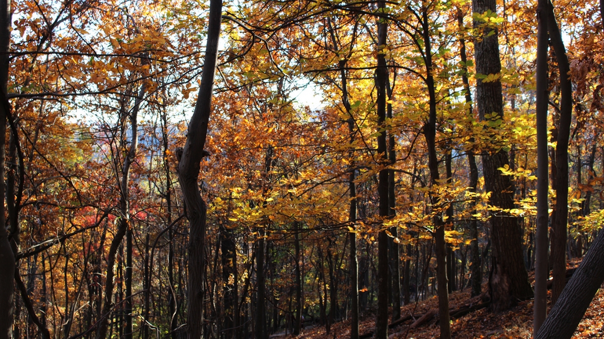 Red and Orange Woods